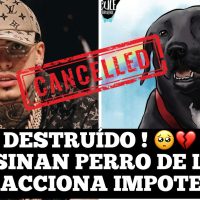 Asesinan perro de Luar La L y está de luto | Reacciona “esto no quedará así”